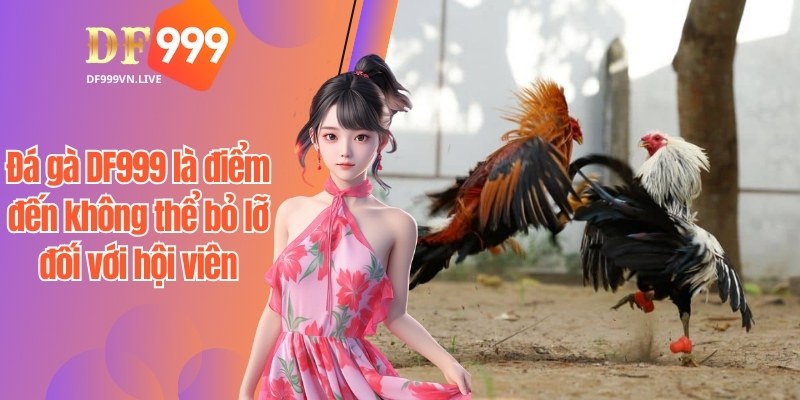 Đá gà DF999 là điểm đến không thể bỏ lỡ đối với hội viên