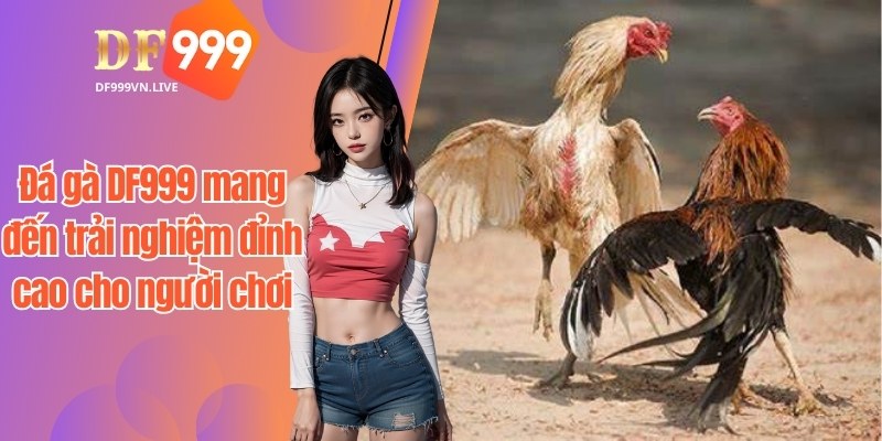 Đá gà DF999 mang đến trải nghiệm đỉnh cao cho người chơi